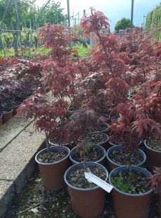 PALMATUM 