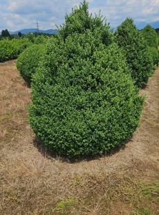 SEMPERVIRENS 