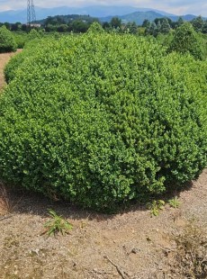 SEMPERVIRENS 