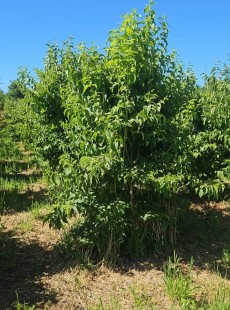 MICONIOIDES