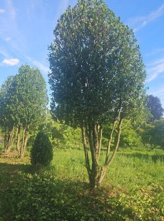 AQUIFOLIUM