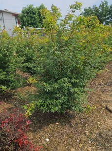 PALMATUM 
