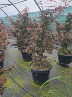 PALMATUM 