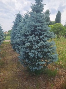 HOOPSII 