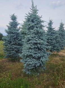 HOOPSII 