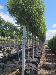 SERRATIFOLIA  Crunchy