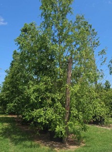 GLYPTOSTROBOIDES