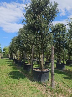 ILEX 