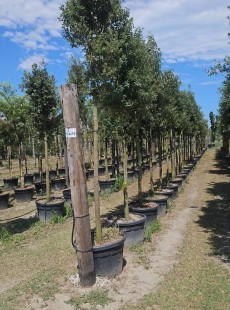 ILEX 