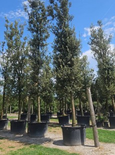 ILEX 