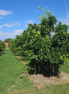 CHINENSIS