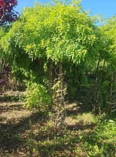 JAPONICA 