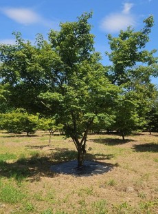 PALMATUM