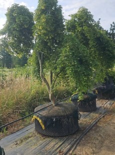 PALMATUM 