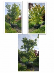 PALMATUM 