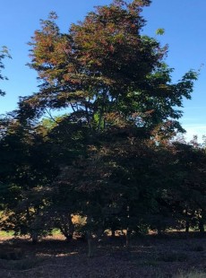 PALMATUM 