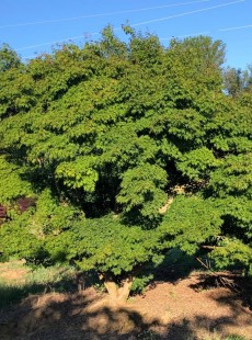 PALMATUM