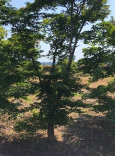 PALMATUM