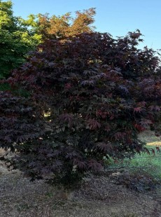 PALMATUM 