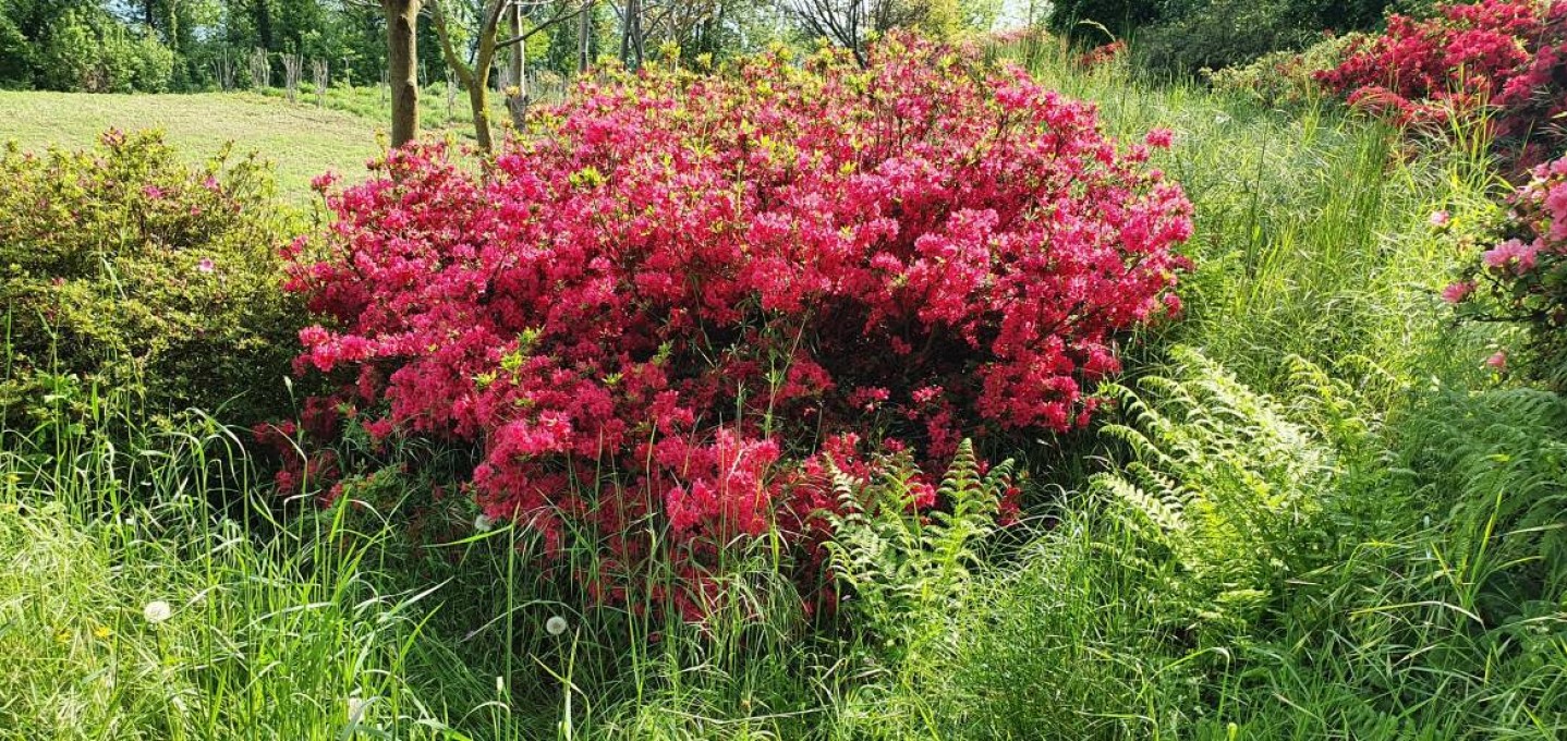 Japonica