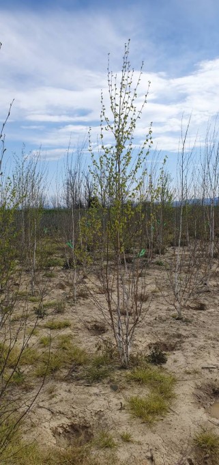 UTILIS ' Jacquemontii'