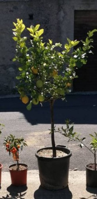 LIMON