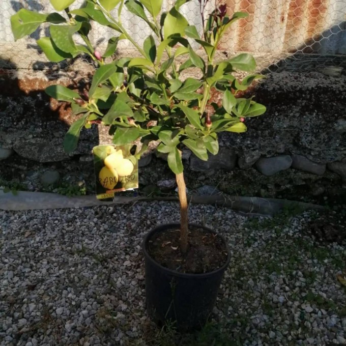 LIMON