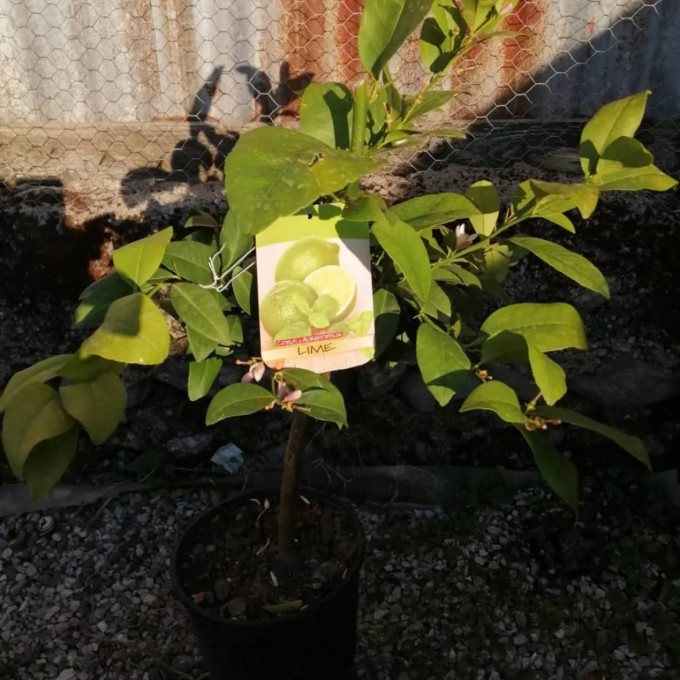 AURANTIFOLIA (Lime)