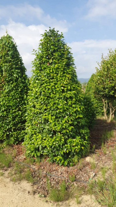 JAPONICA