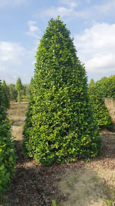 JAPONICA