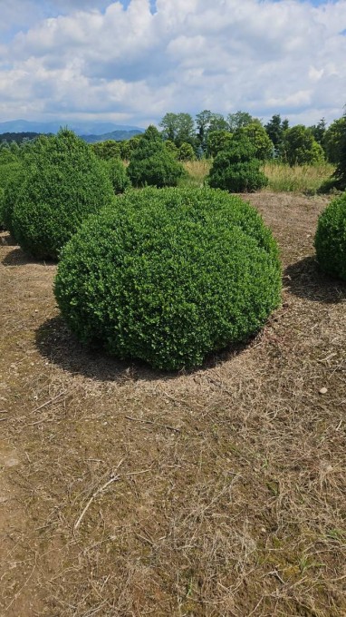 SEMPERVIRENS 