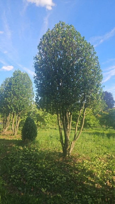 AQUIFOLIUM