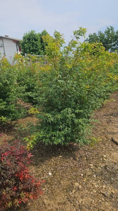 PALMATUM 