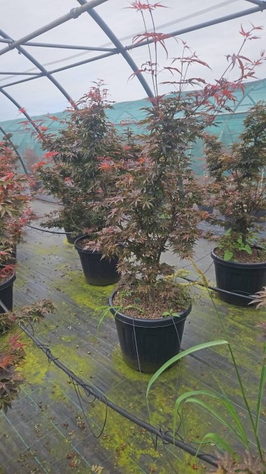 PALMATUM 