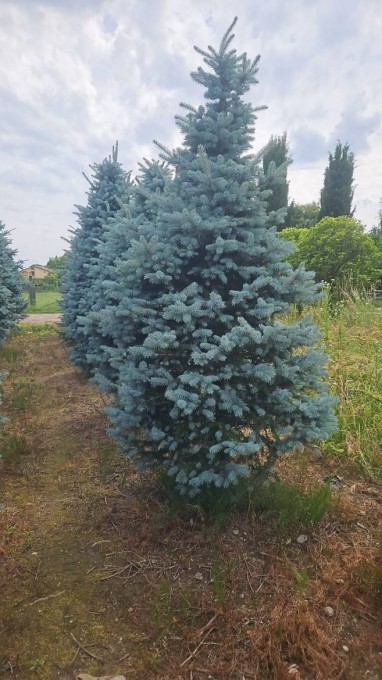 HOOPSII 