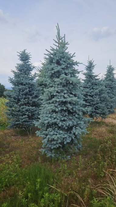 HOOPSII 