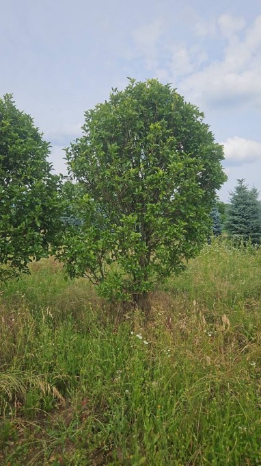  FRAGRANS