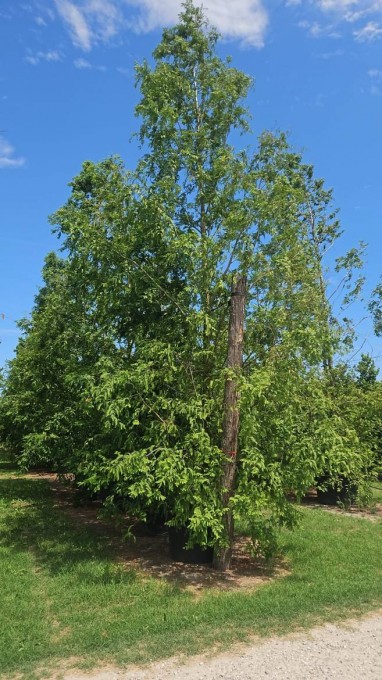 GLYPTOSTROBOIDES
