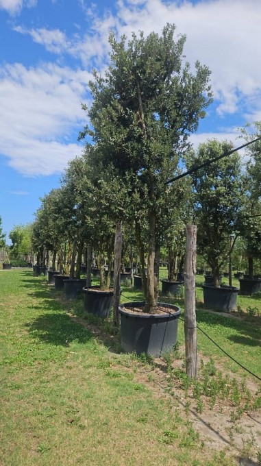 ILEX 