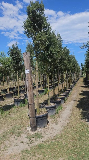 ILEX 
