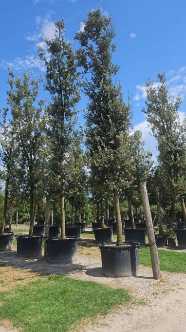ILEX 
