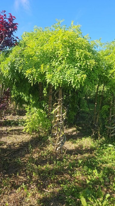 JAPONICA 