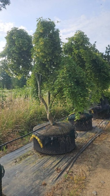 PALMATUM 