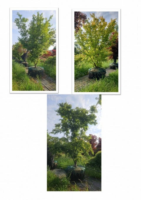 PALMATUM 
