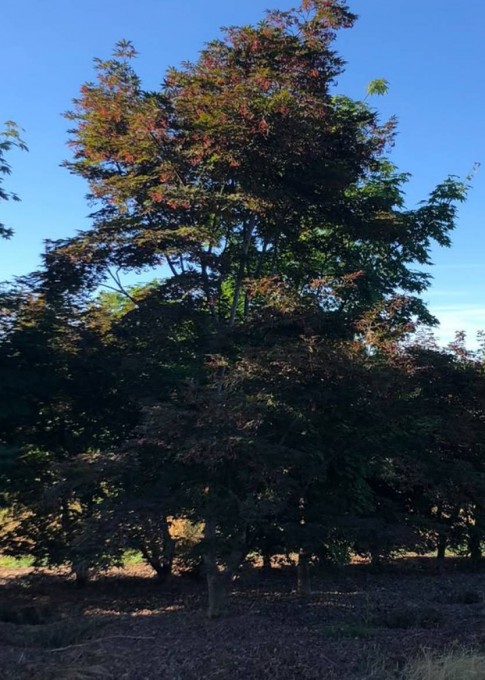 PALMATUM 