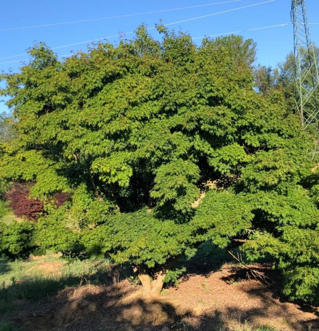 PALMATUM