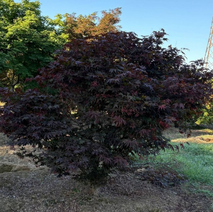 PALMATUM 
